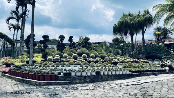 aneka kaktus di kebun kios bunga barokah